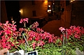 (054) IMG_0415